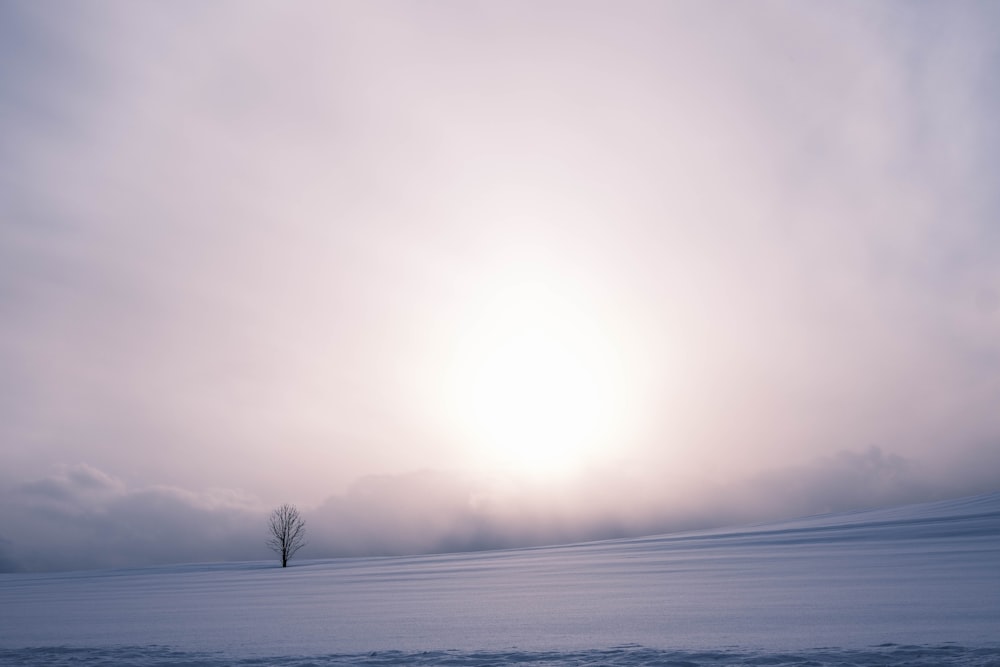 a lone tree in the middle of a snowy field