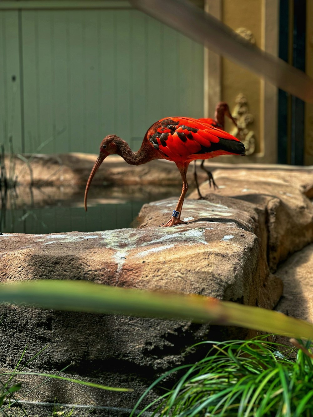 a red bird standing on top of a rock