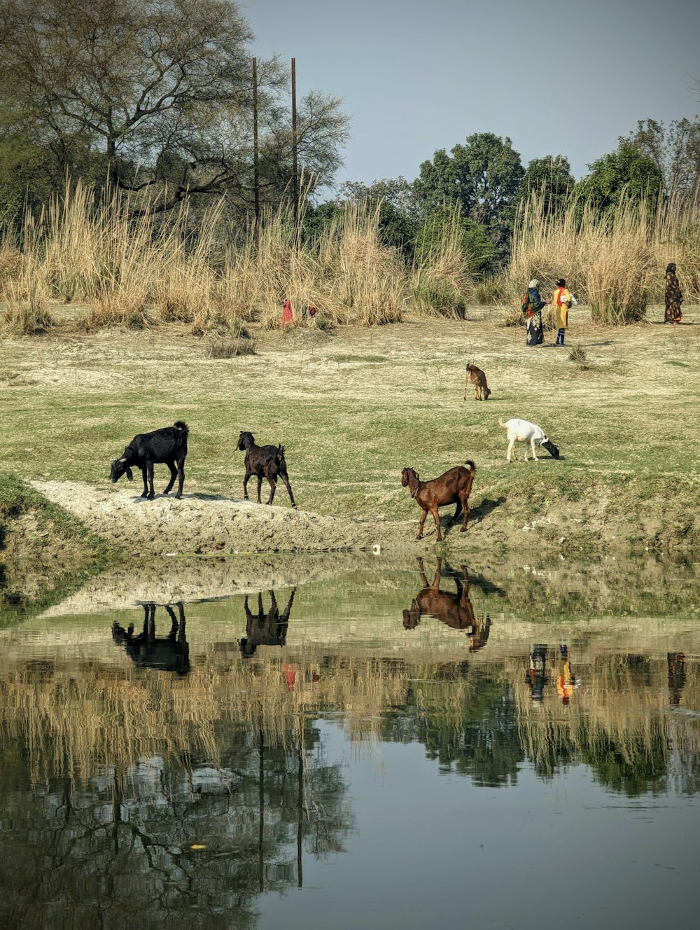 a group of animals that are standing in the grass