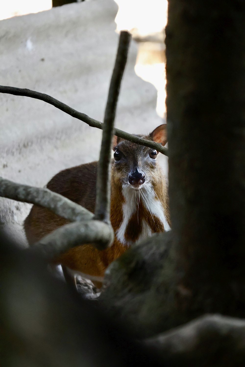 a close up of a small animal near a tree