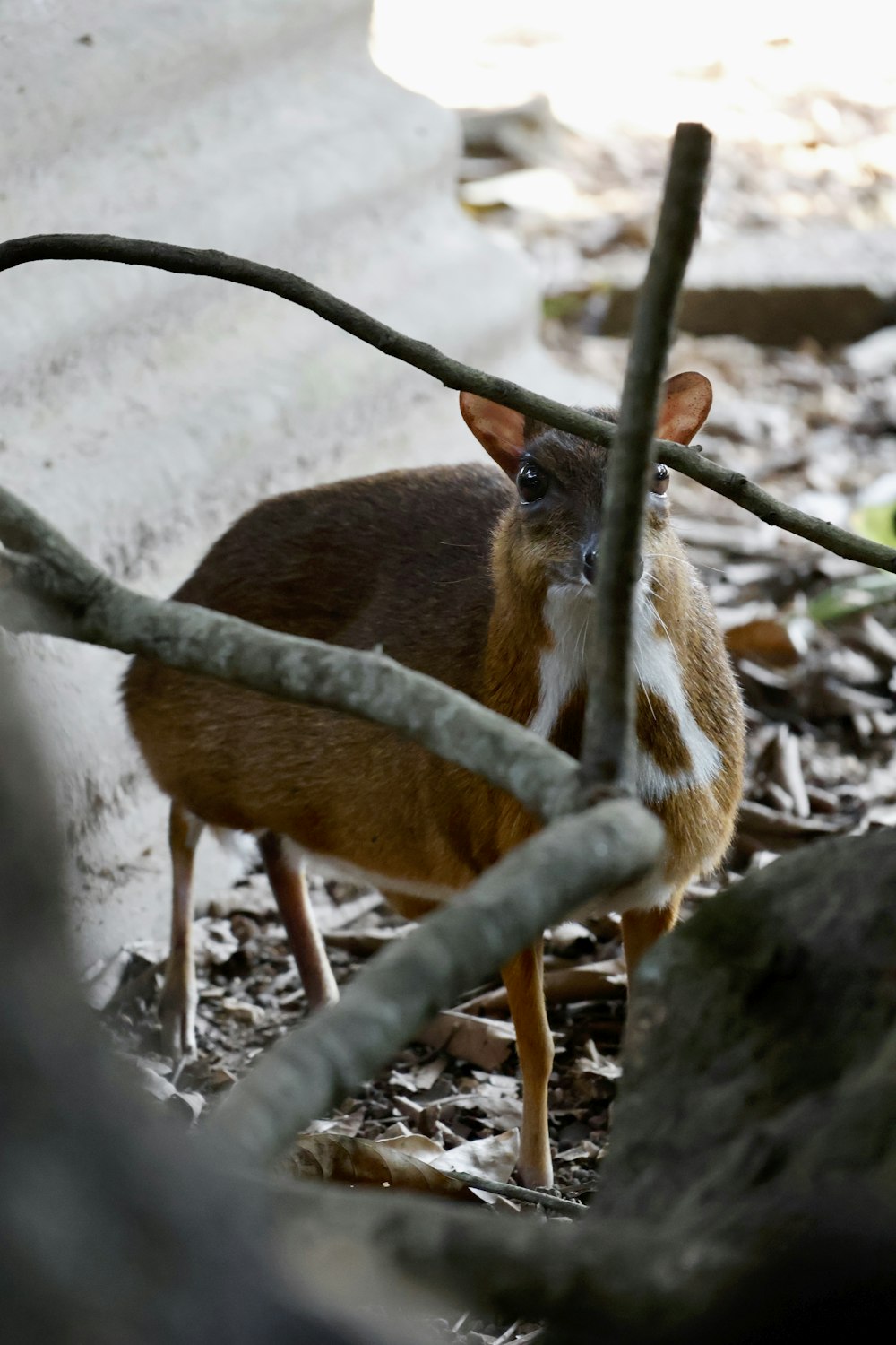 林床の上に立つ茶色の小動物