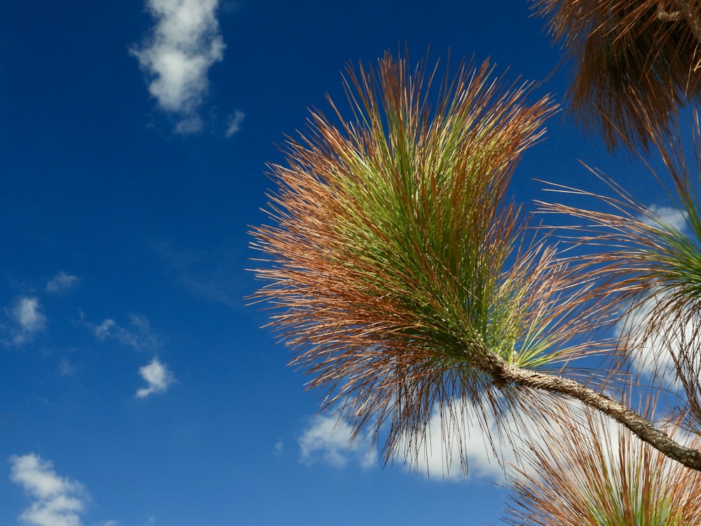 a close up of a tree with a blue sky in the background