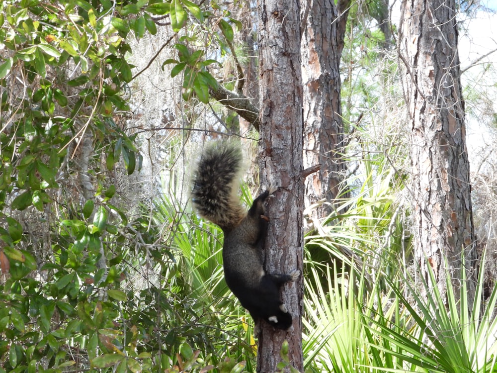 a squirrel climbing up a tree in a forest