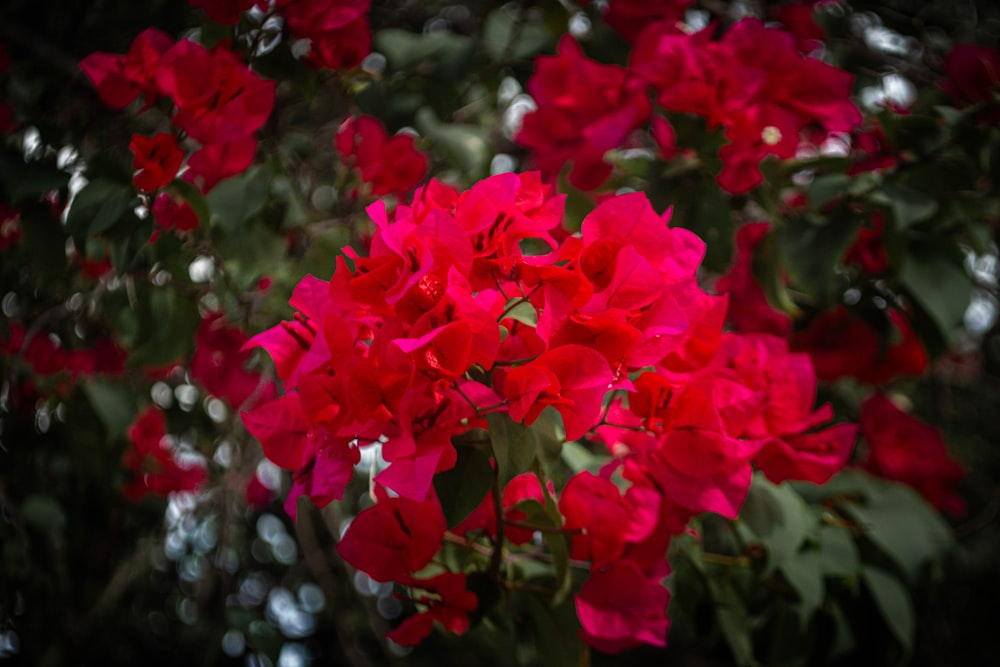 a bunch of red flowers that are on a tree