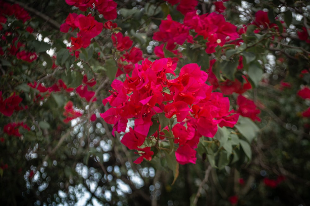 a bunch of red flowers that are on a tree