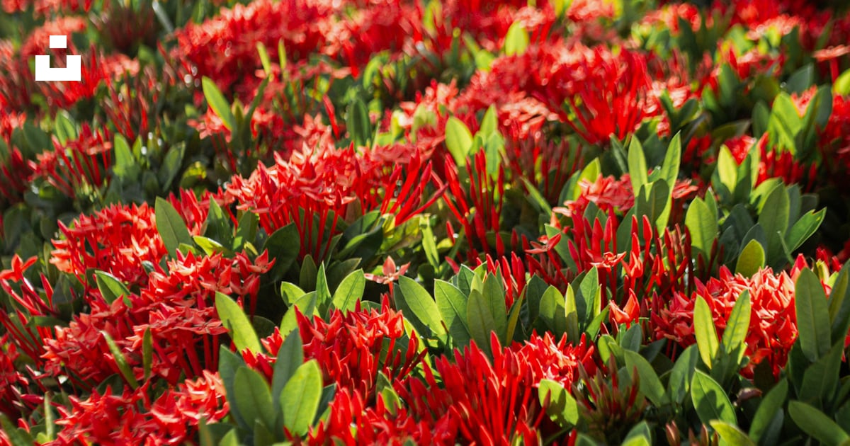 Un bouquet de fleurs rouges qui sont les unes à côté des autres photo ...