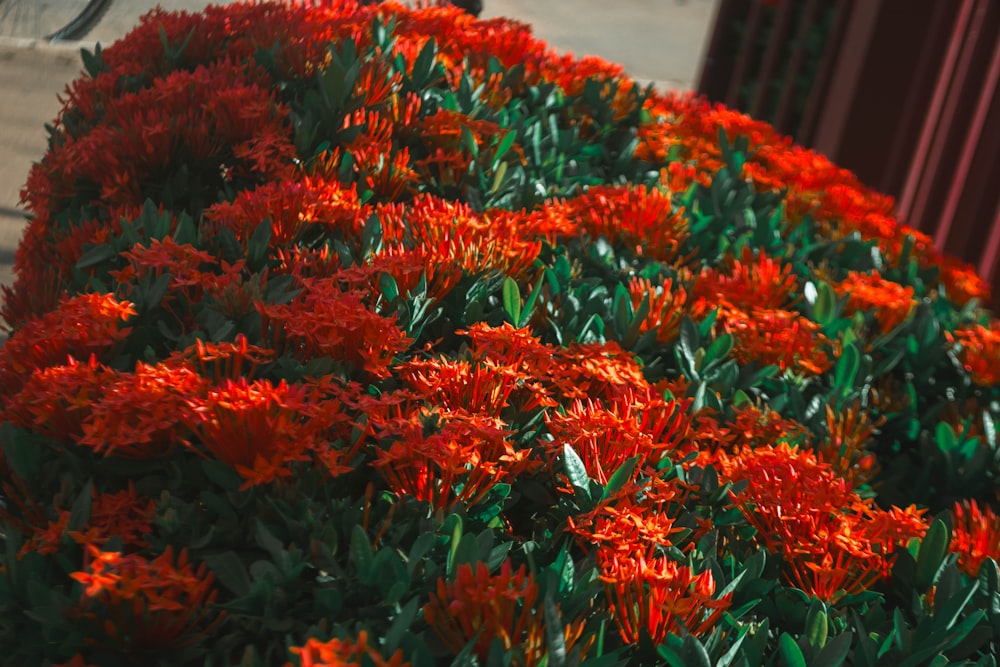 a bunch of red flowers that are by a bench