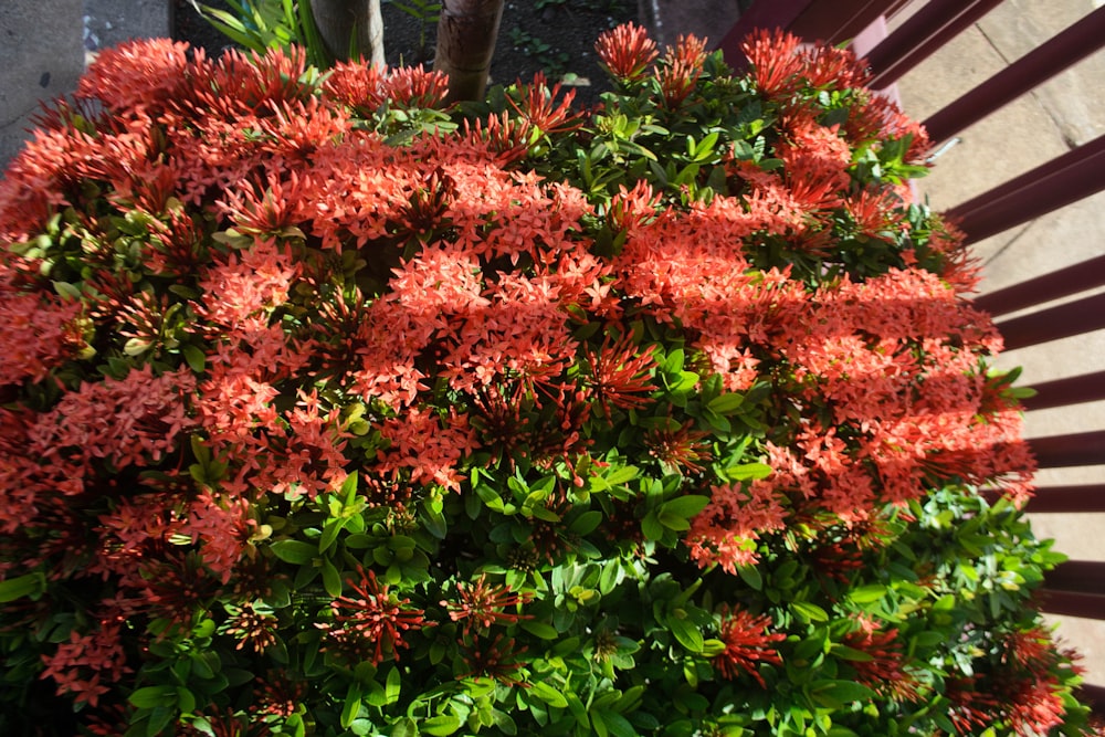 a bush of red flowers in front of a bench