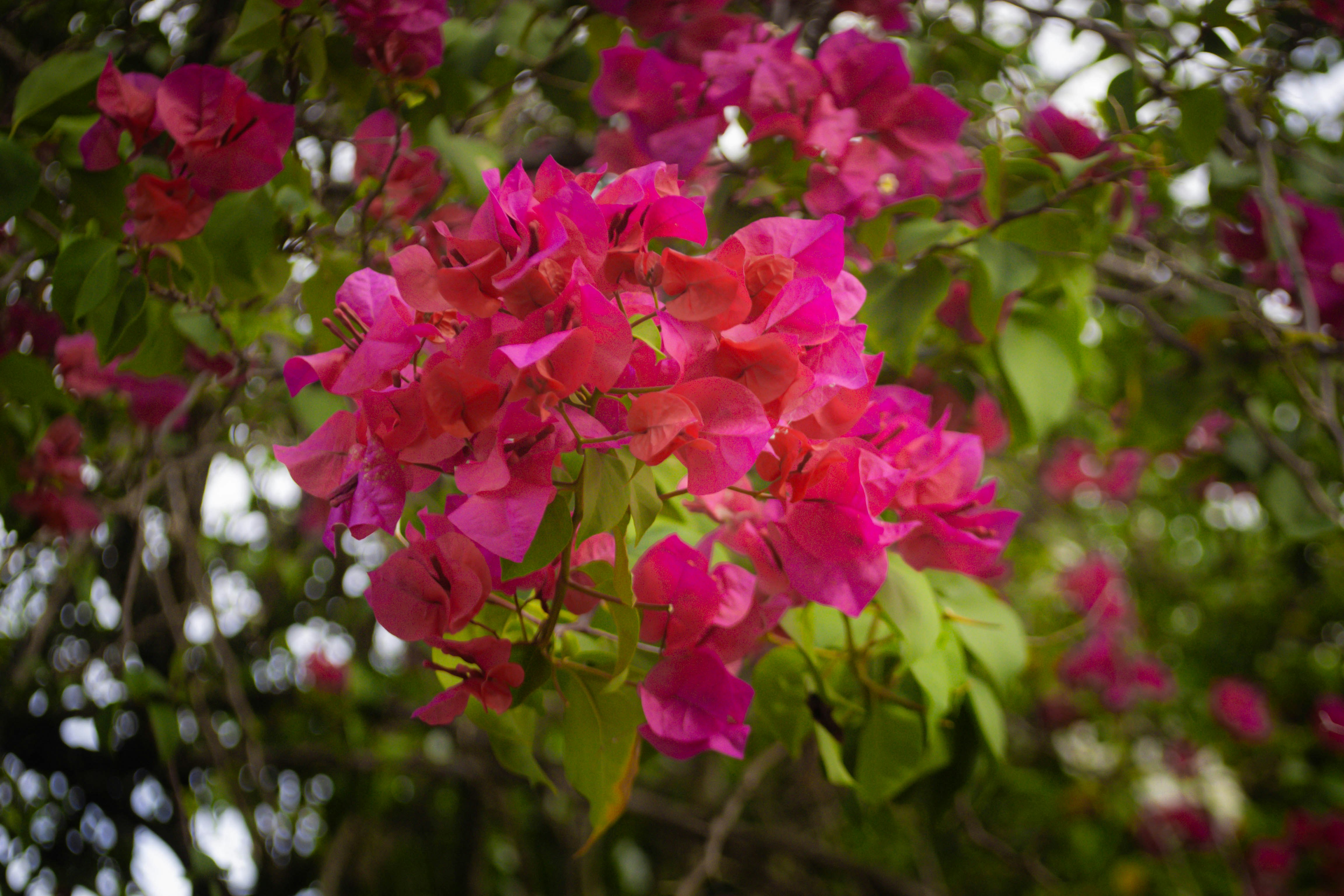 Photo by cadmoantunes