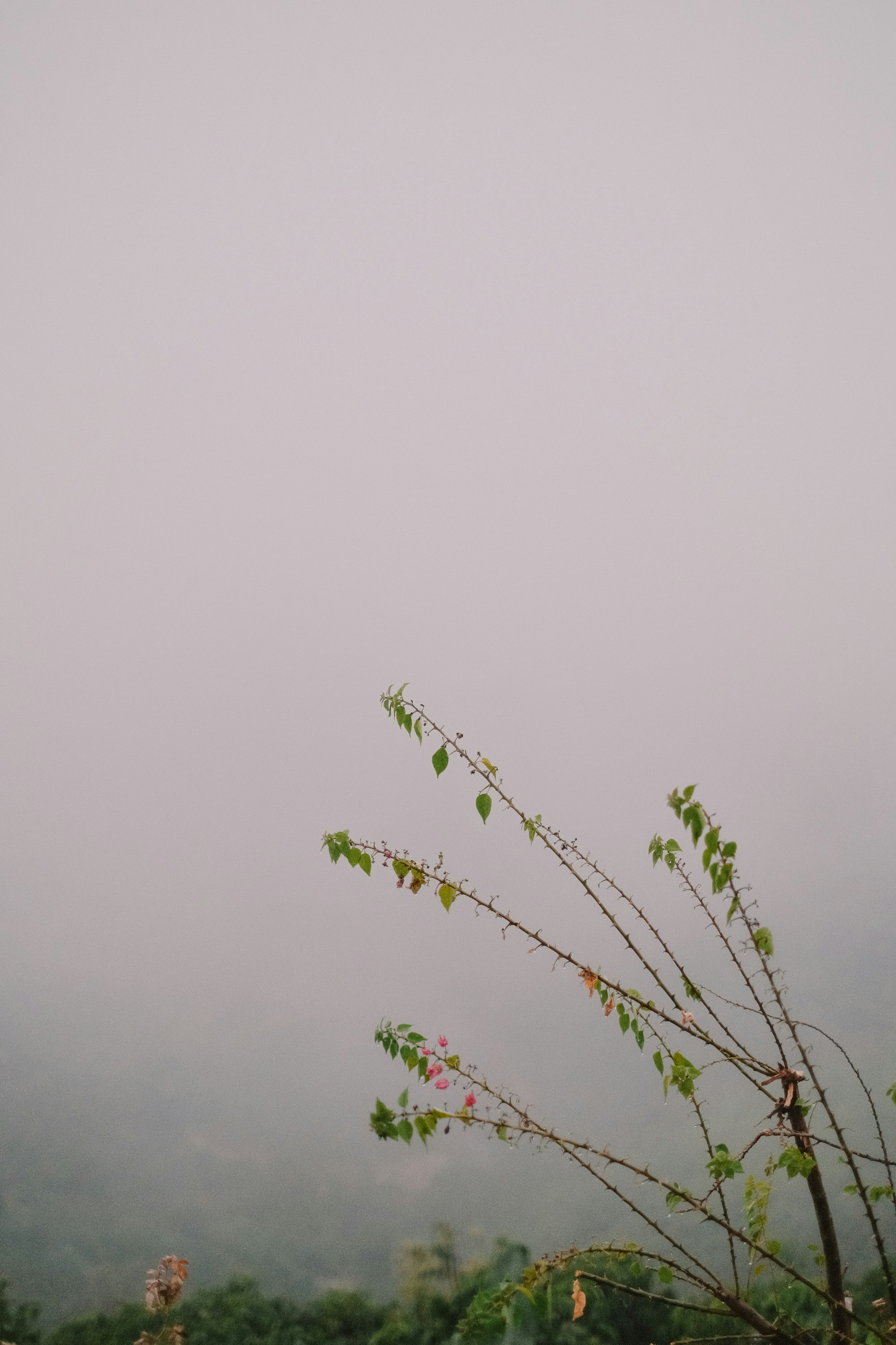Photo by nguyentrungnguyen