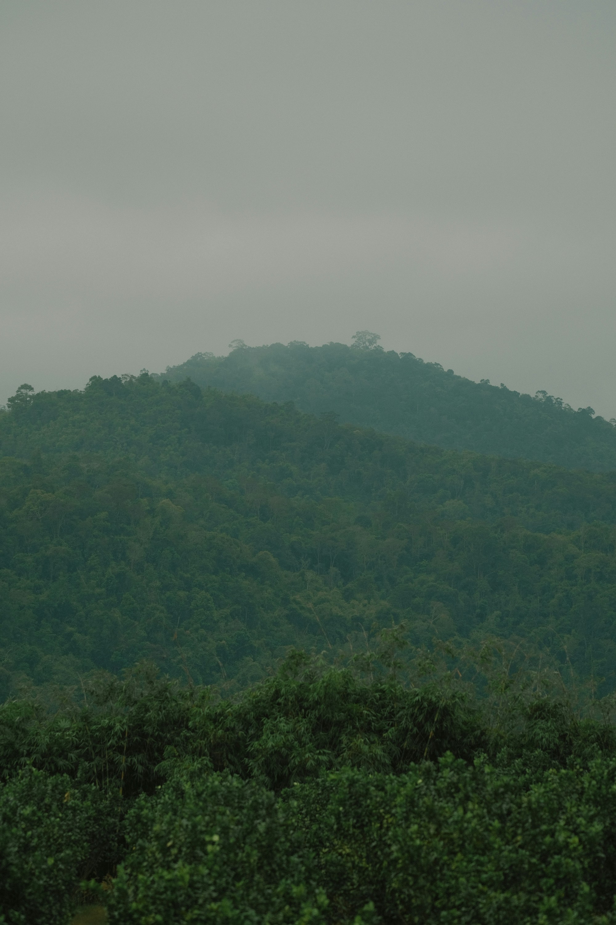 Photo by nguyentrungnguyen