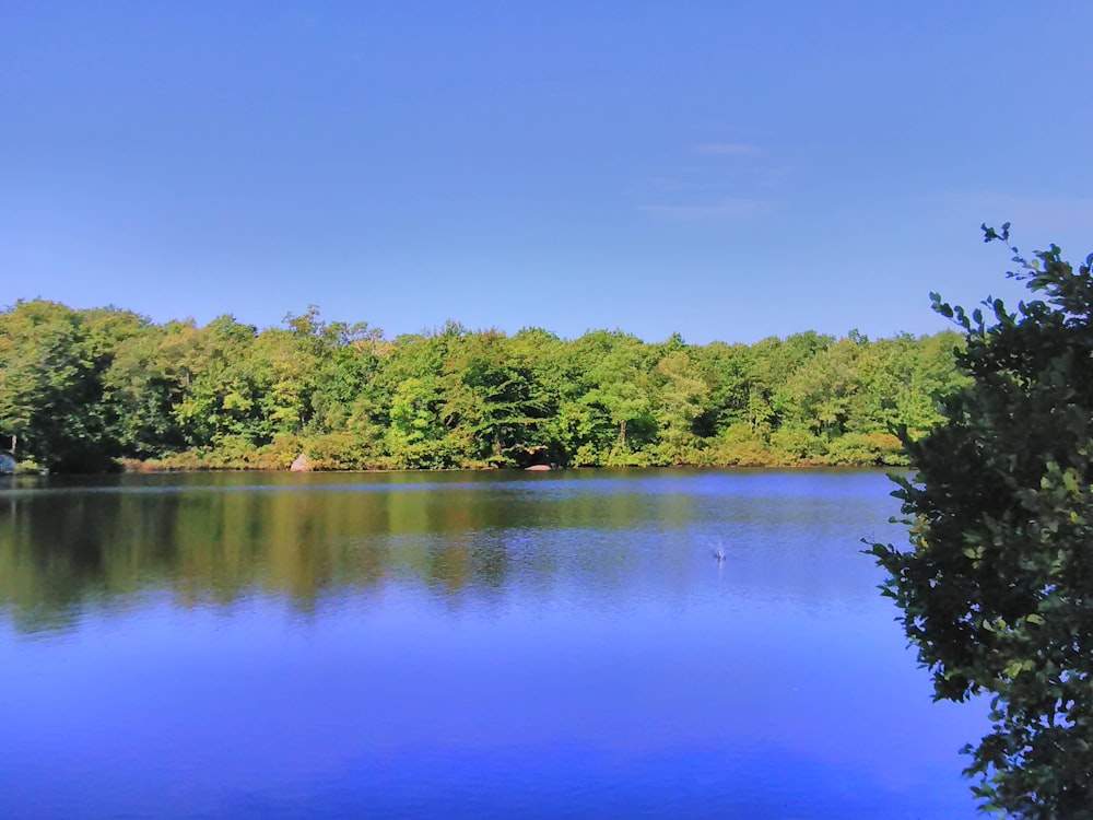 a body of water surrounded by trees on a sunny day