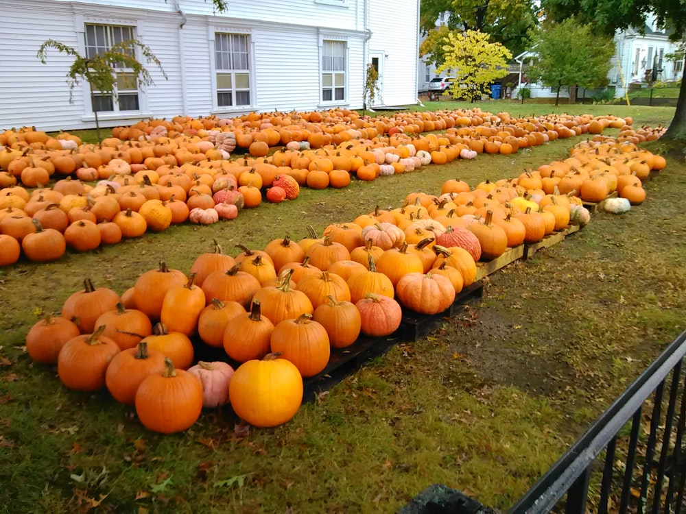 a long row of pumpkins in front of a white house
