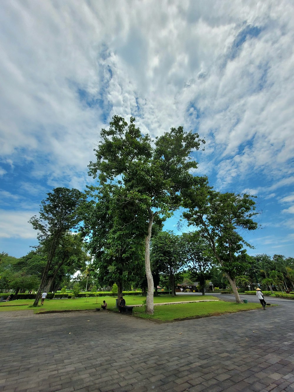 a large tree sitting in the middle of a park