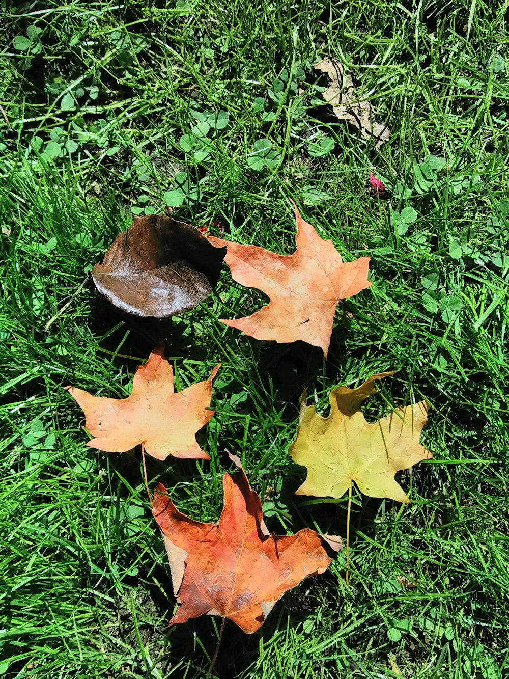 a group of leaves laying on top of a lush green field