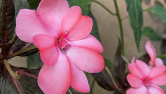 a close up of a pink flower on a plant