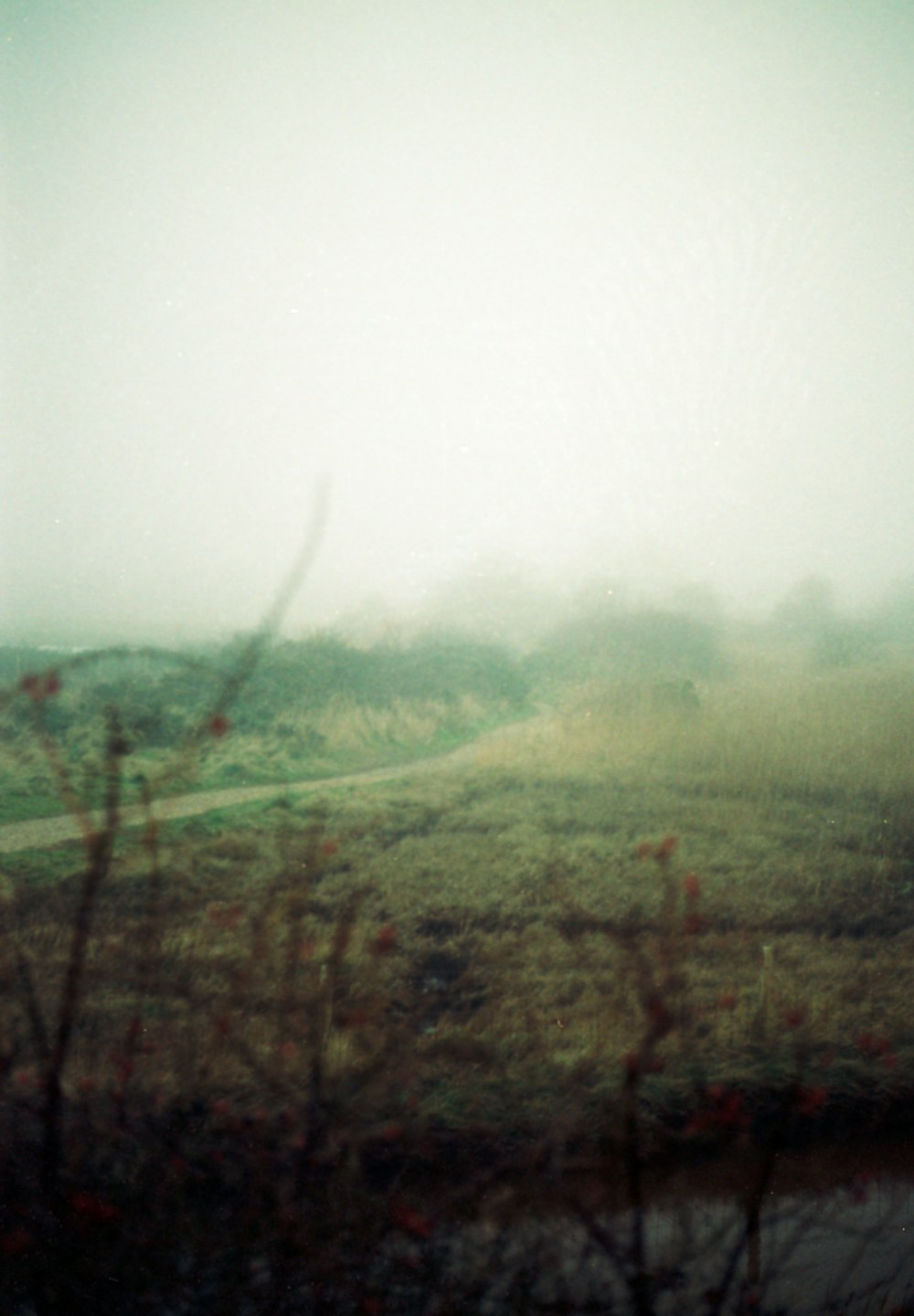a foggy field with a stop sign in the foreground