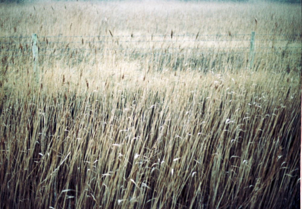 a field of tall grass with a fence in the background