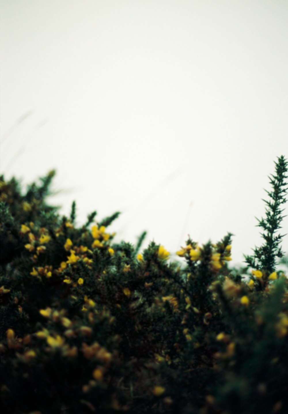 a bird sitting on top of a tree next to yellow flowers