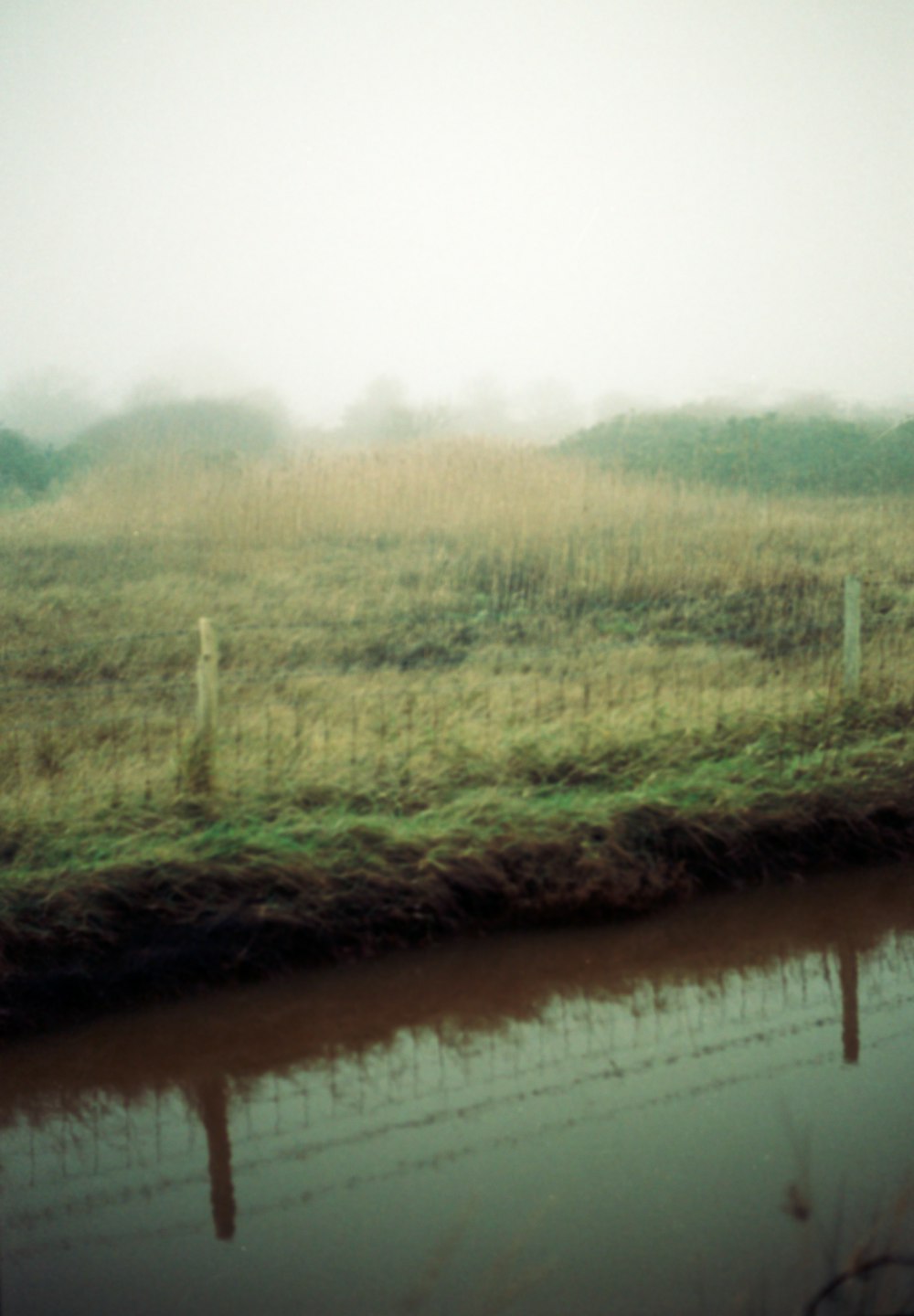 a cow standing in a field next to a body of water