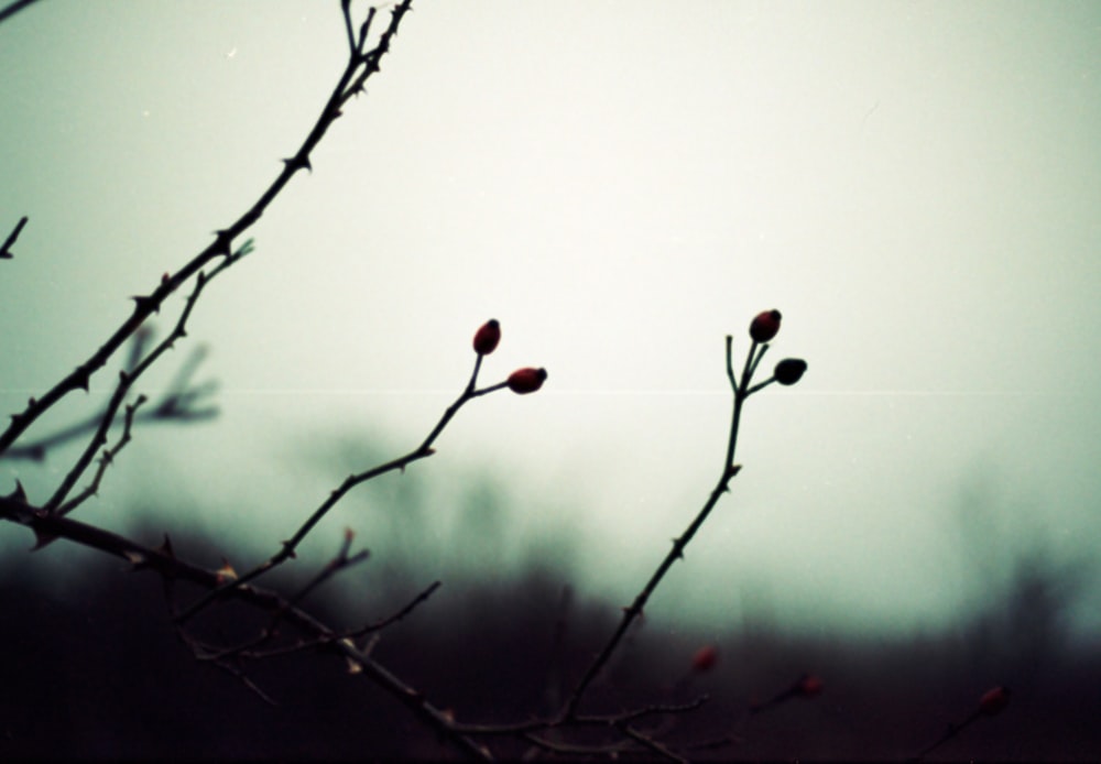 a tree branch with buds in the foreground