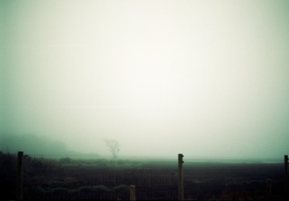 a foggy field with a lone tree in the distance