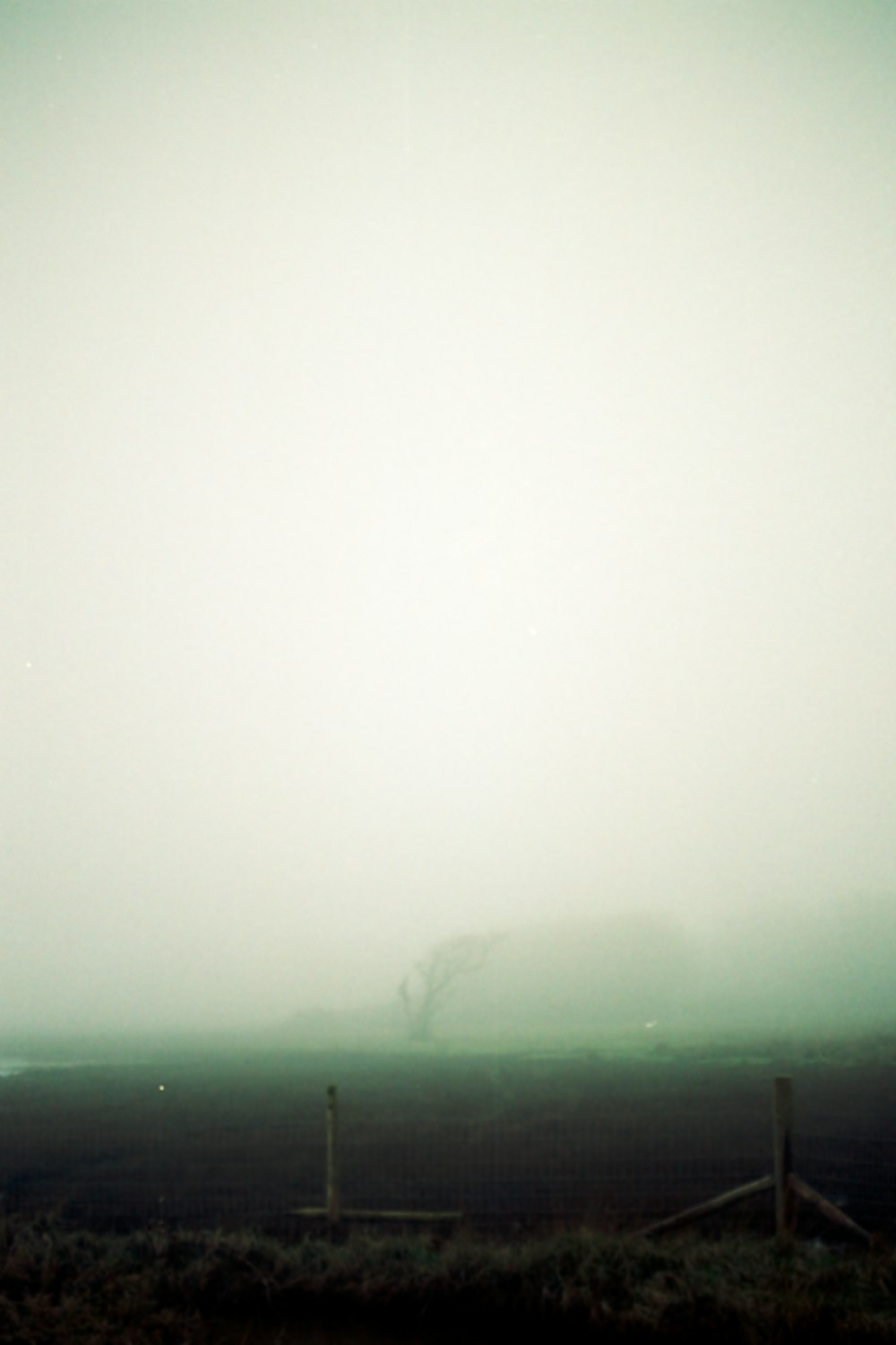 a foggy field with a lone tree in the distance