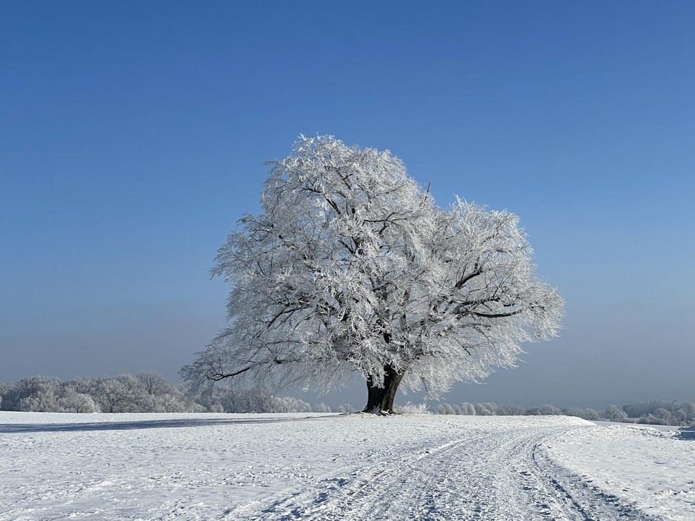 a snow covered field with a tree in the middle of it