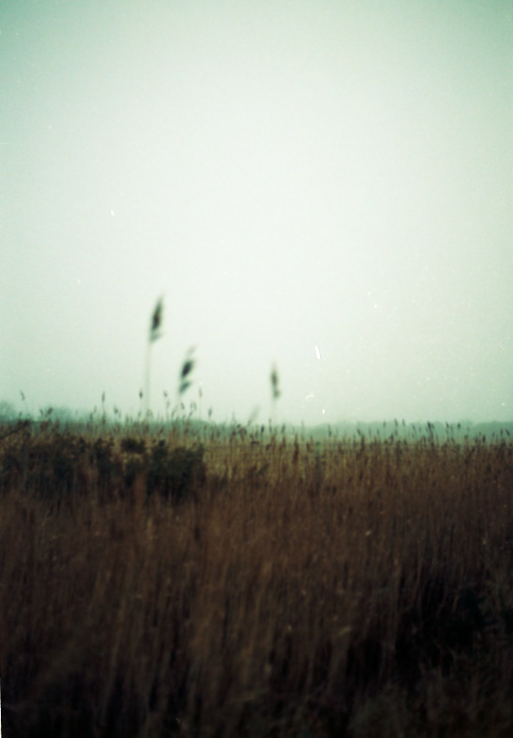 a field of tall grass with a sky in the background