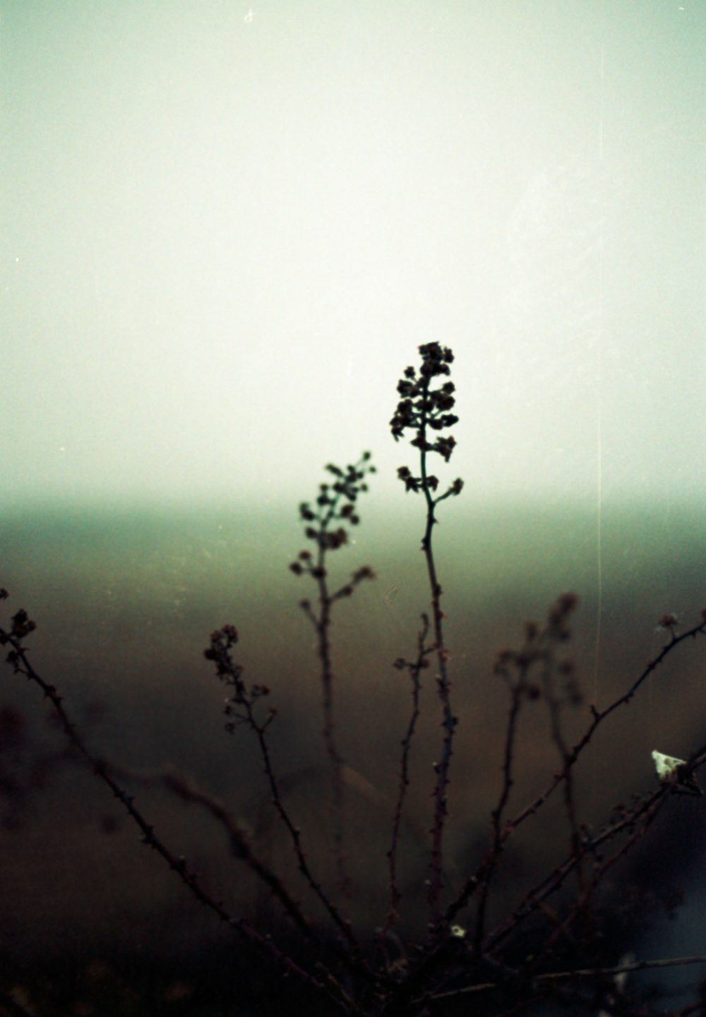 a plant in the foreground with a foggy sky in the background