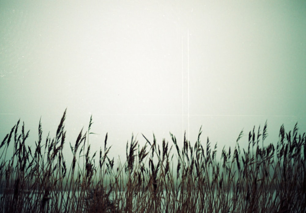 a field of tall grass with a sky in the background