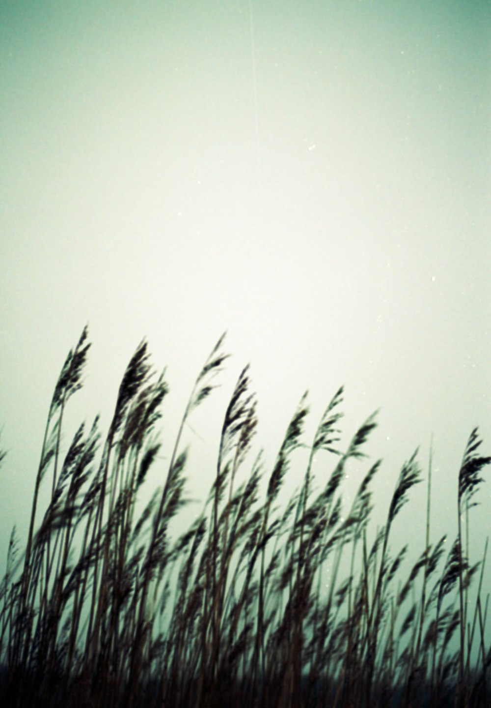 tall grass blowing in the wind on a cloudy day