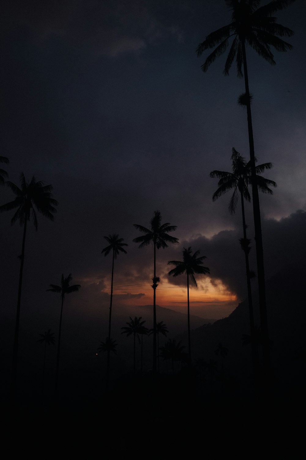 Des palmiers se découpent sur un ciel sombre