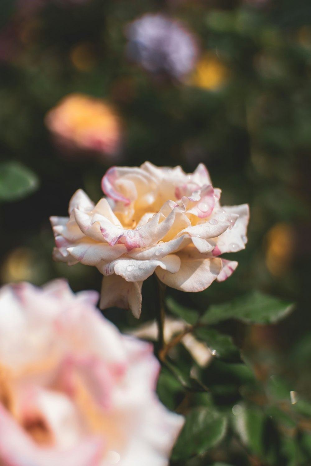 a close up of a pink and white flower