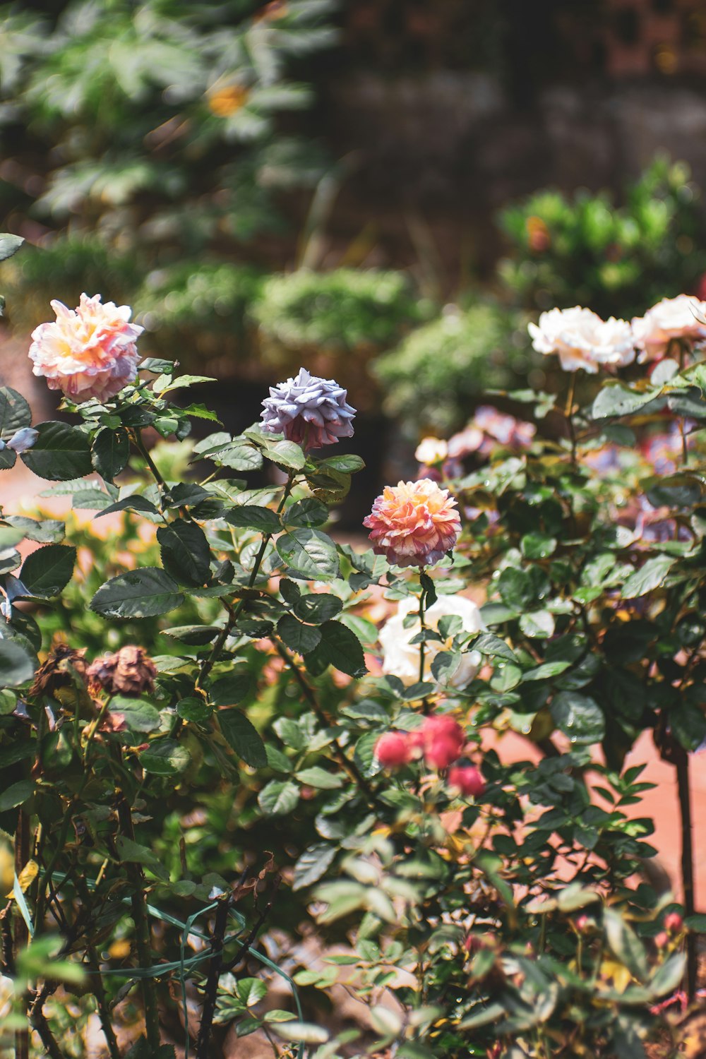 a bunch of flowers that are in a garden