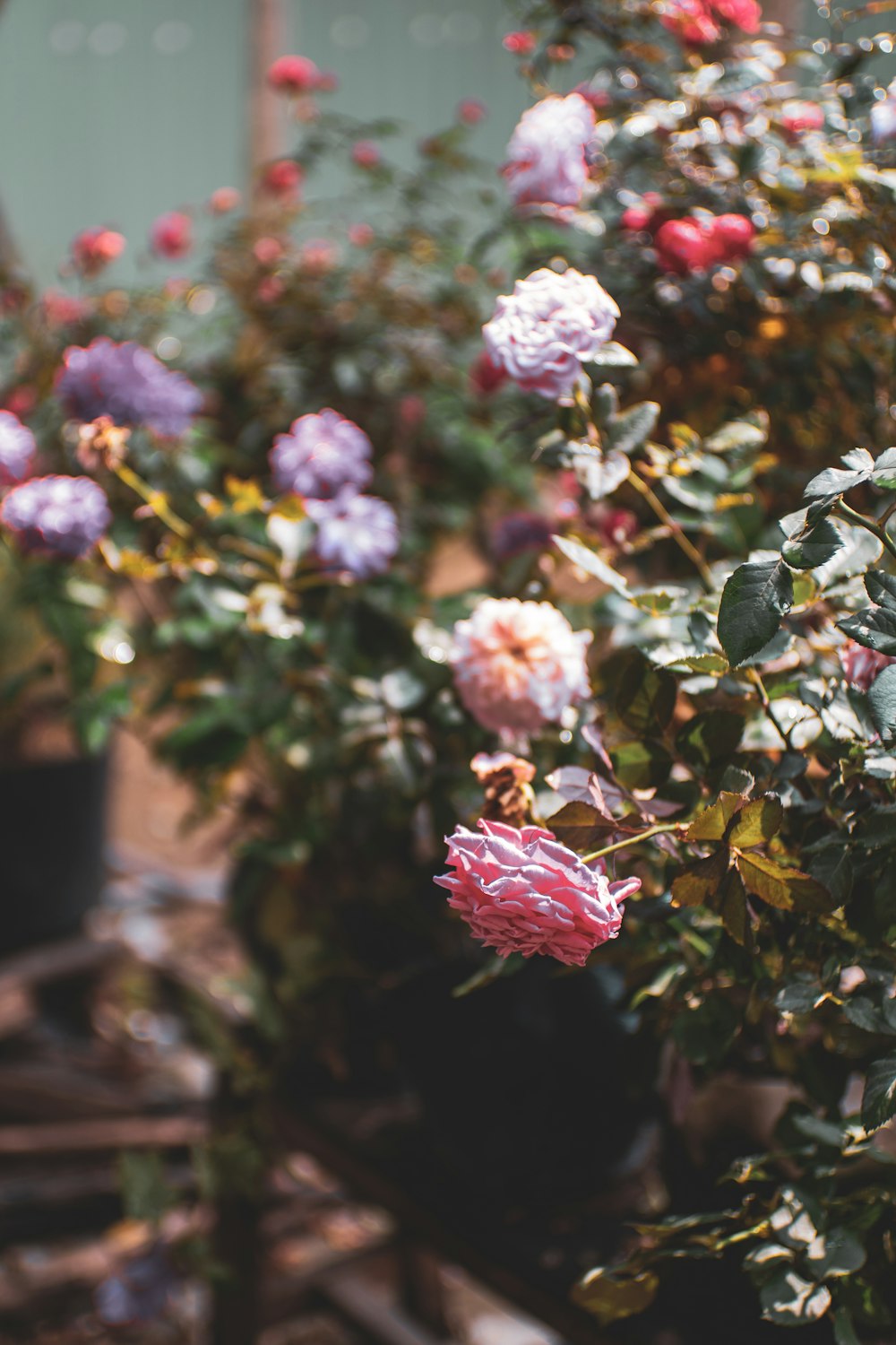 a bunch of flowers that are in a pot