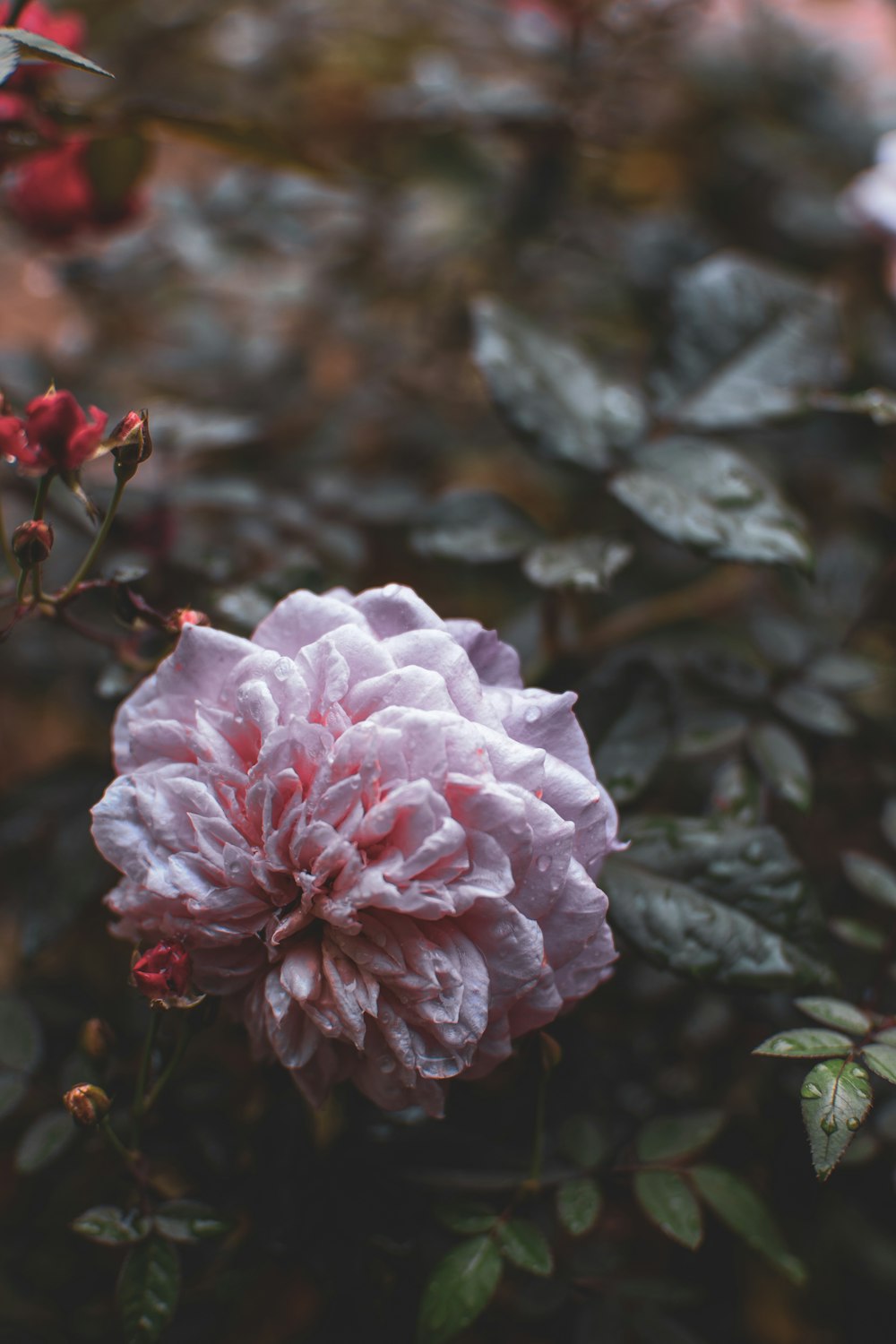 a pink flower with green leaves and red flowers