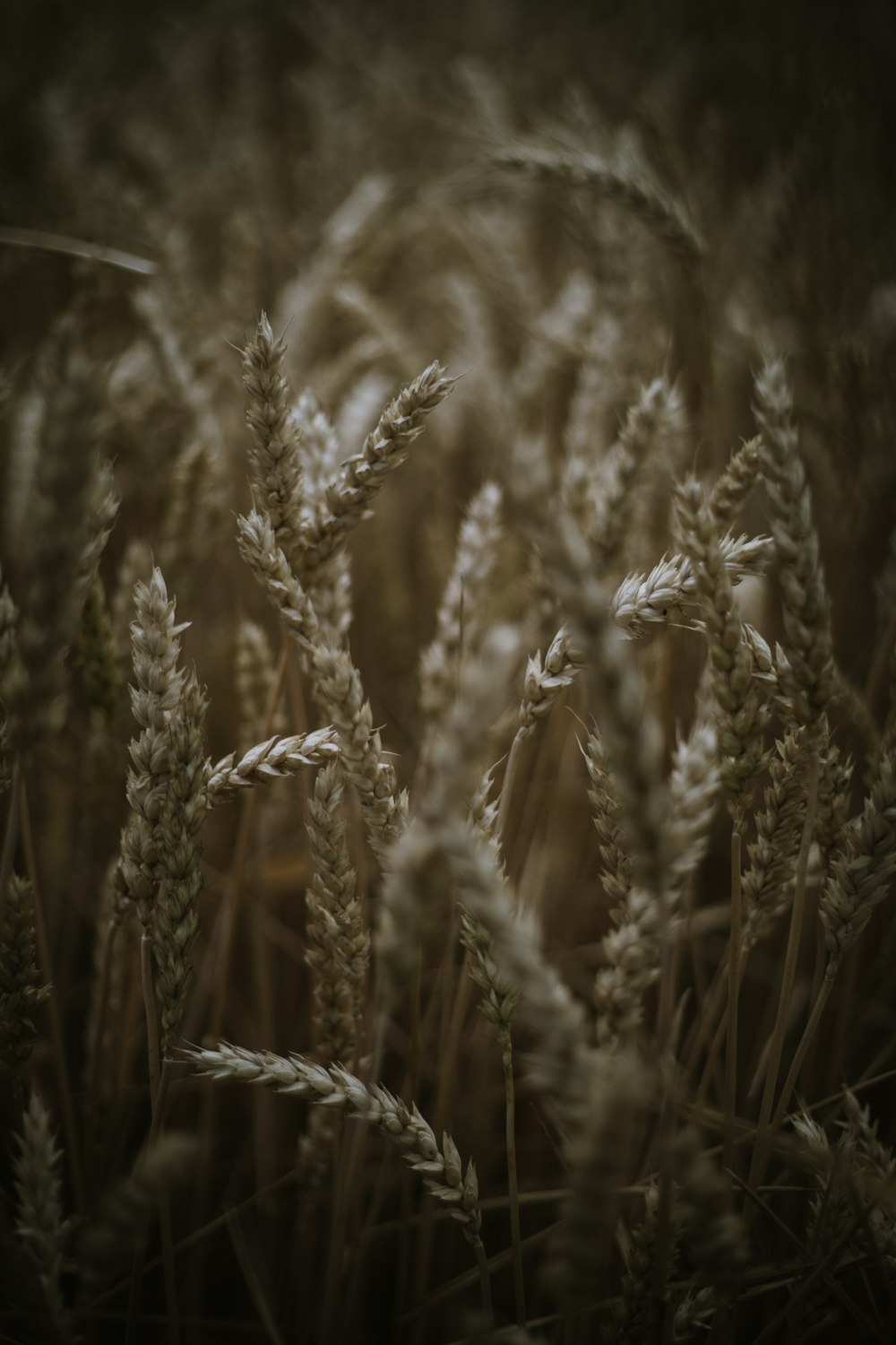 a close up of a bunch of tall grass