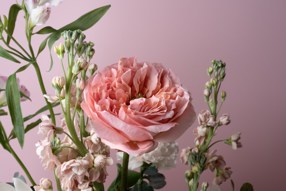 a bouquet of pink and white flowers on a pink background