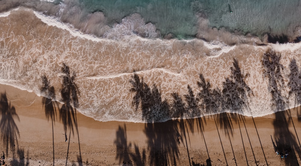 a beach with palm trees casting shadows on the sand