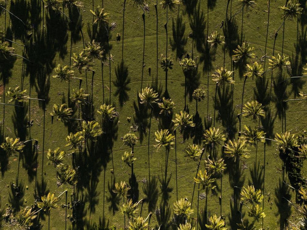 a group of palm trees casting shadows on the grass