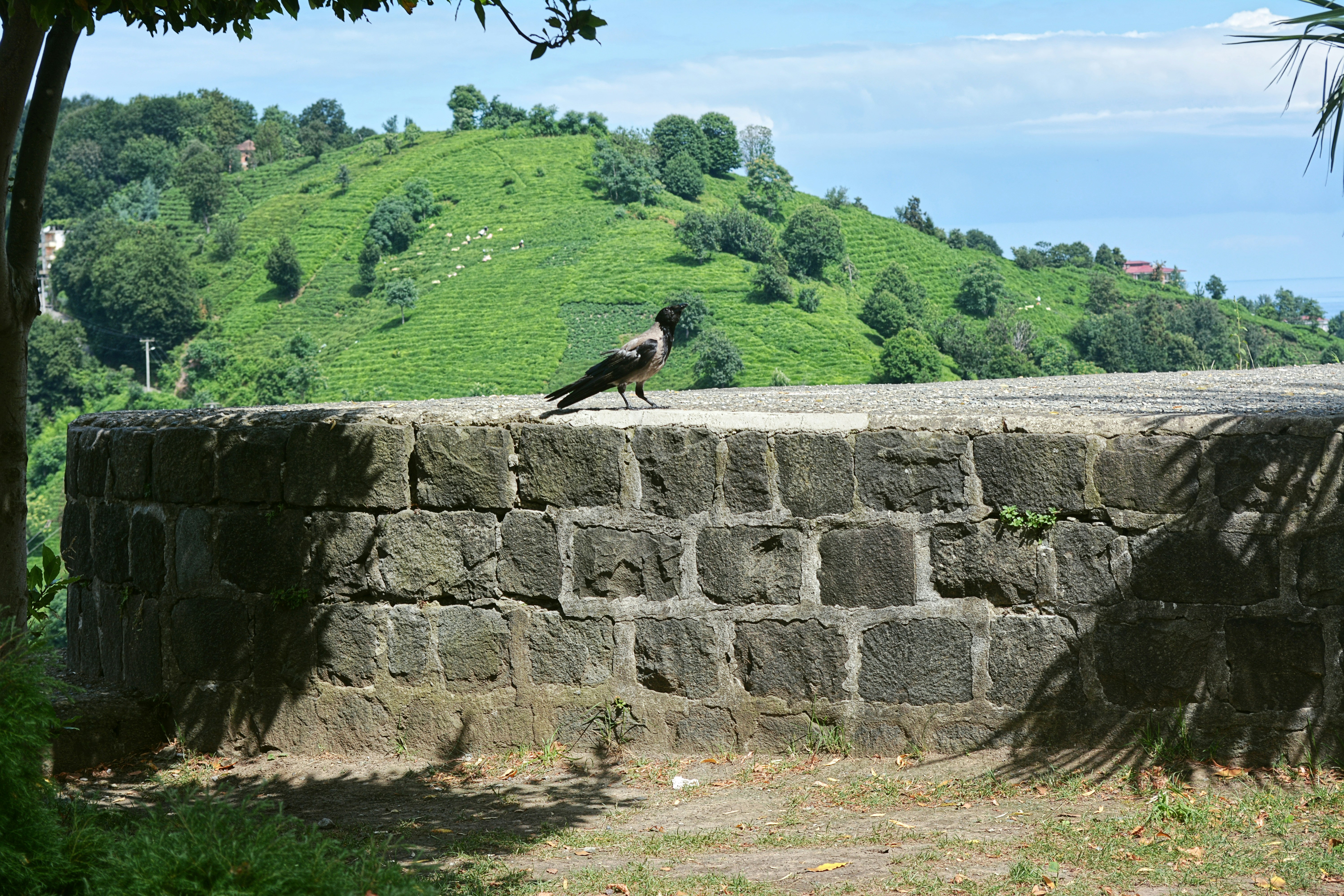 a bird is sitting on a stone wall