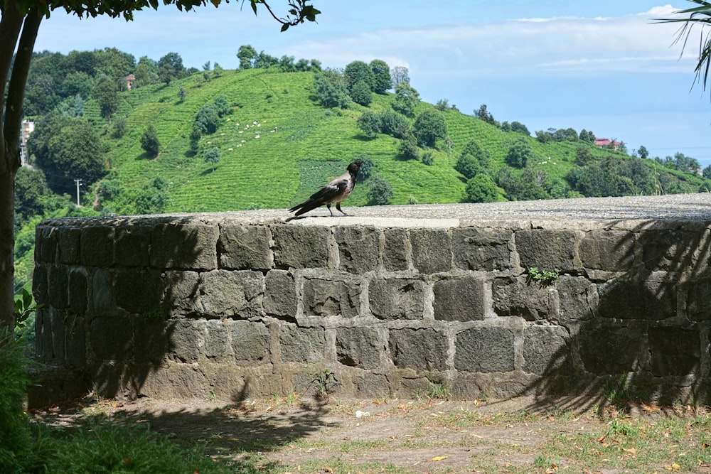 a bird is sitting on a stone wall