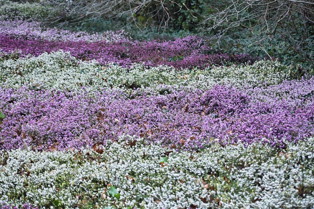 a field of purple and white flowers next to a forest