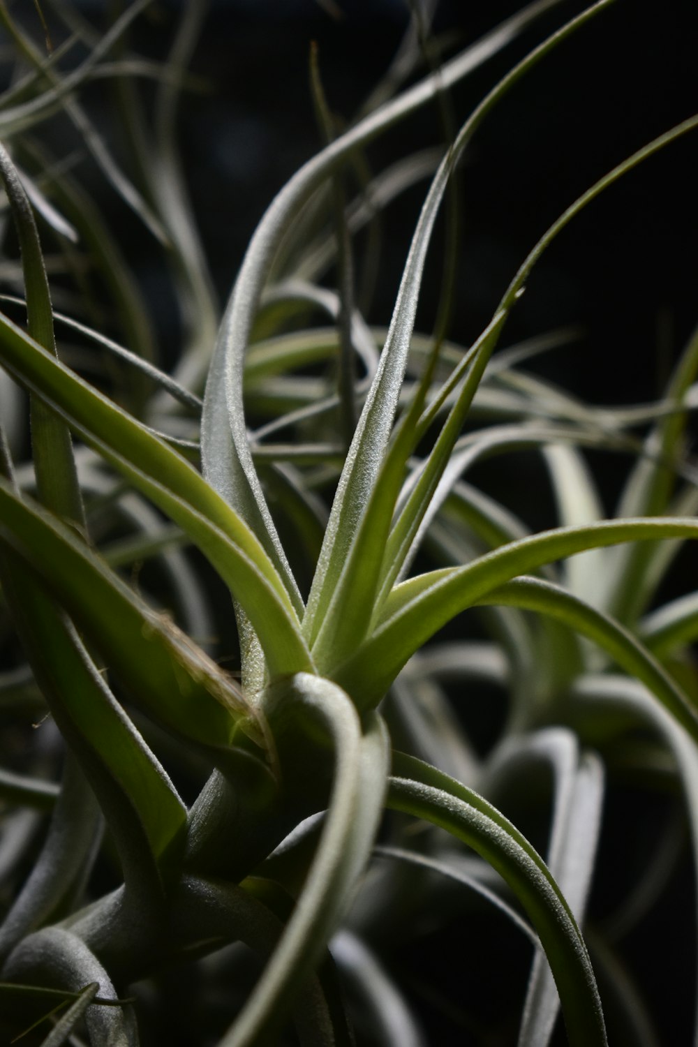 a close up of a plant with very thin leaves