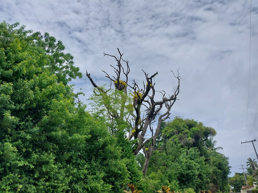 a dead tree in the middle of a forest