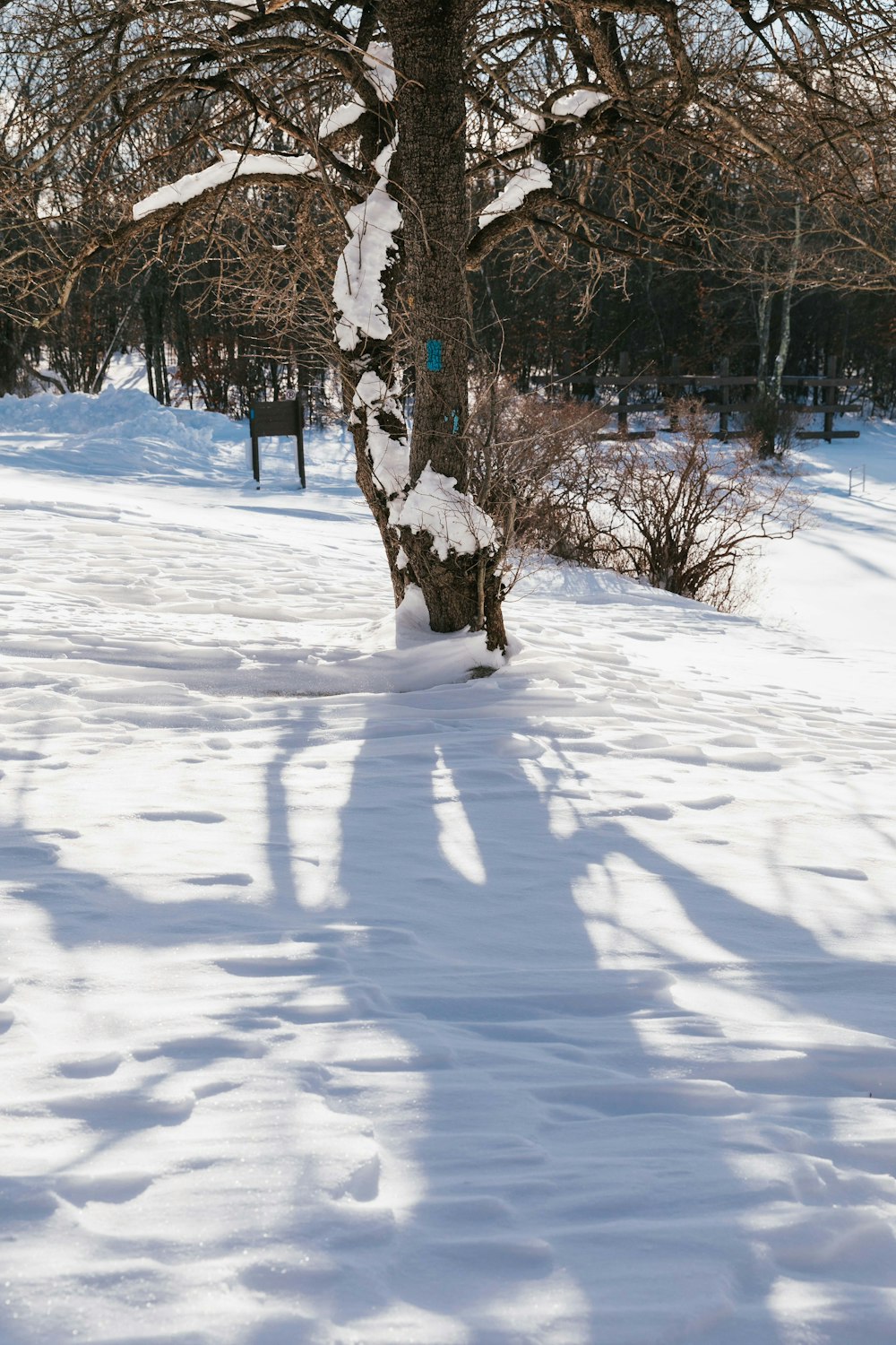 雪の中に立っている木