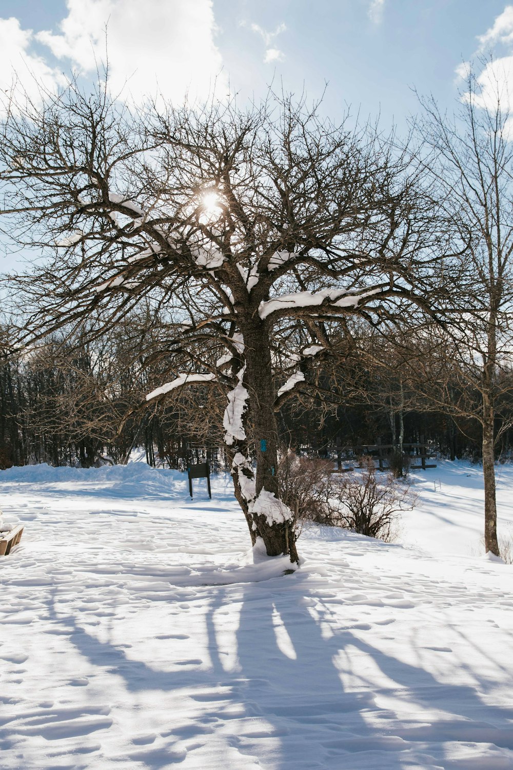 ein Baum mitten auf einem verschneiten Feld