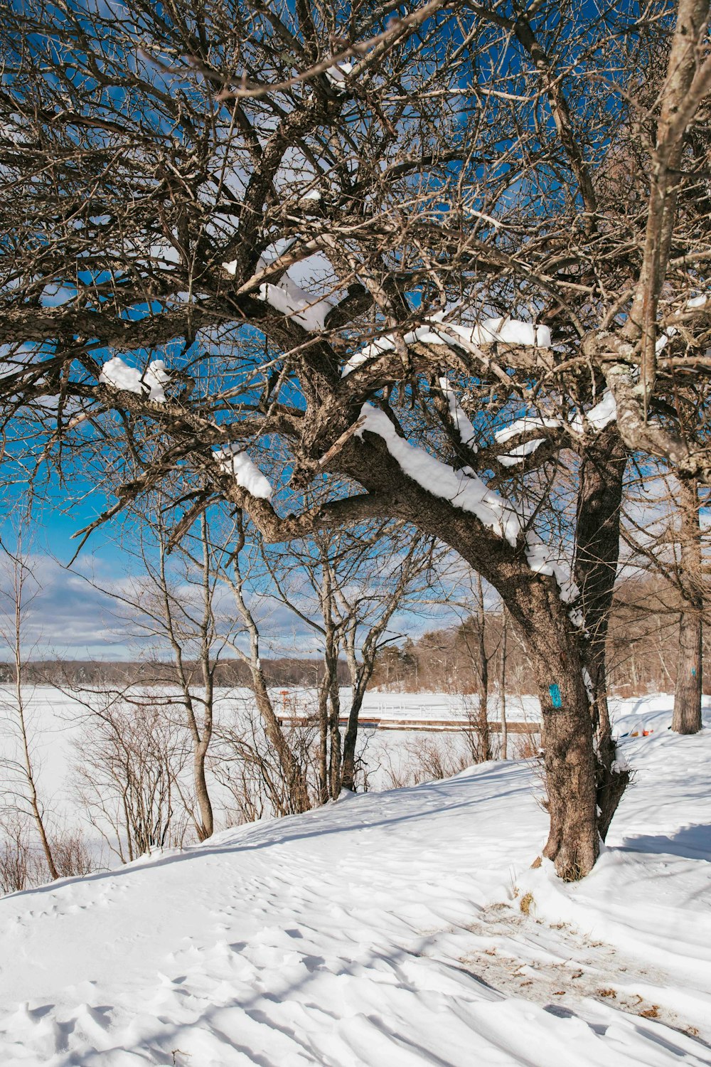 uma colina coberta de neve com uma árvore em primeiro plano