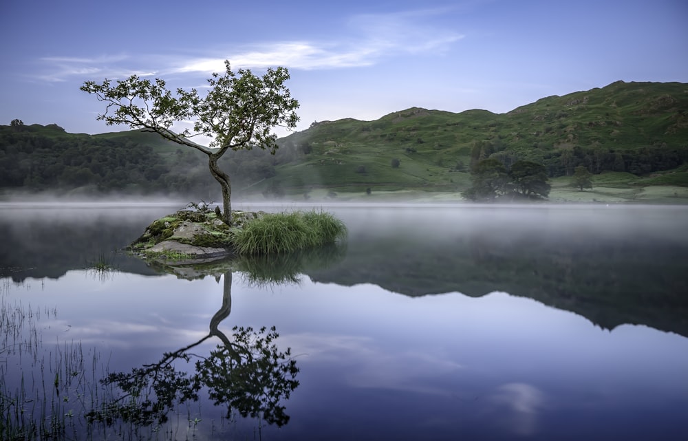 a lone tree on a small island in the middle of a lake